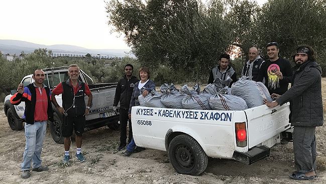 olives-collected