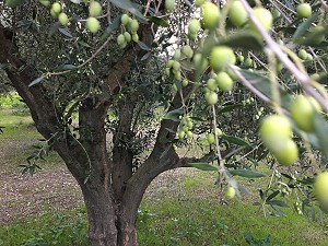 olive tree