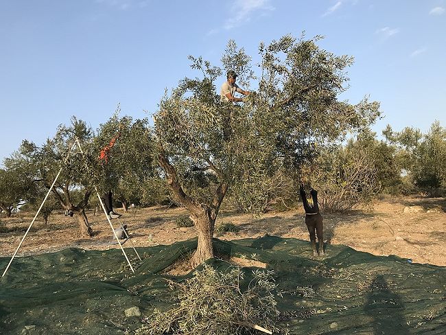 olives-harvesting