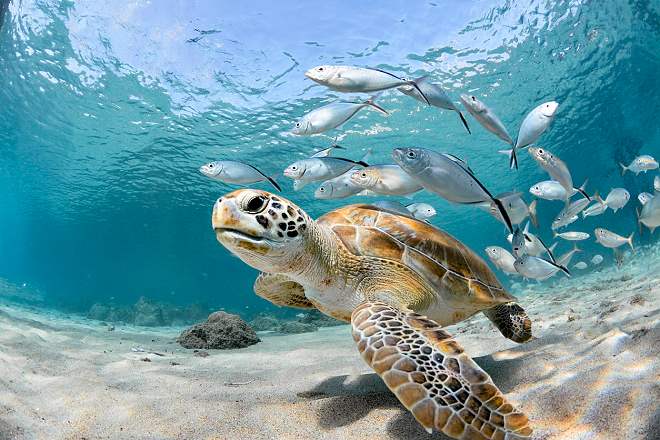 Sea turtle