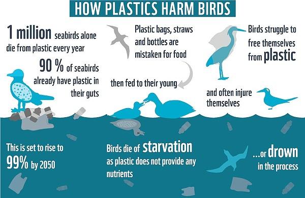 How plastics harm birds